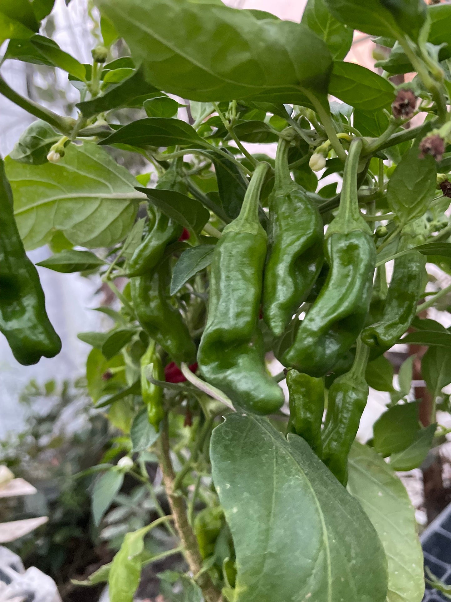 Pepperoncini - Graines de poivre - Piment doux héritage - 10+ graines