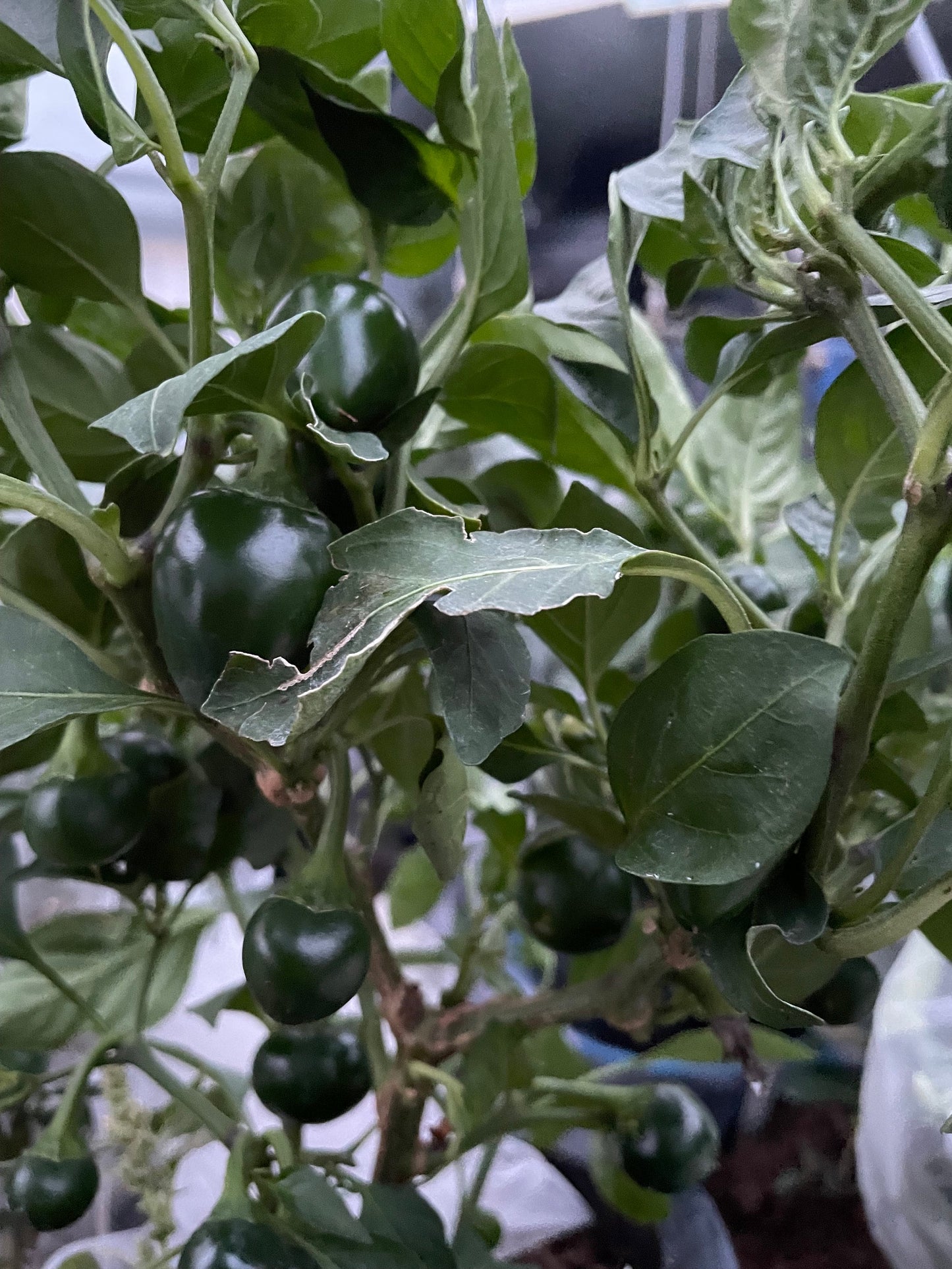 Sweet Cherry - Pepper Seeds - Heirloom Sweet Pepper - 10+ Seeds