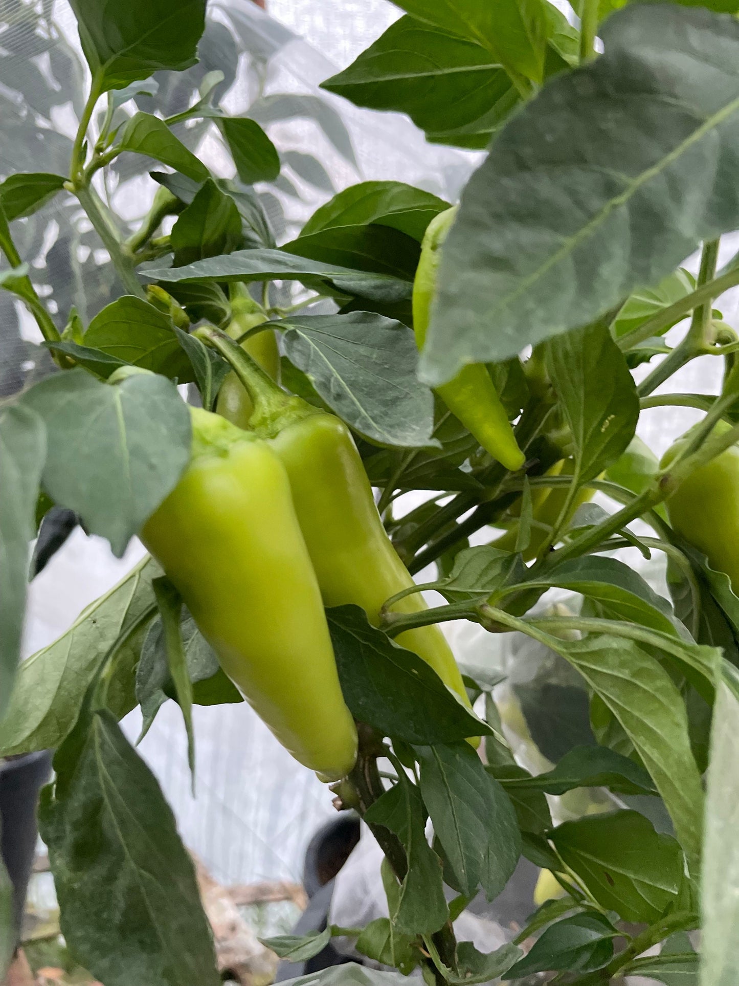 Banane douce - Graines de poivre - Piment doux héritage - 10+ graines