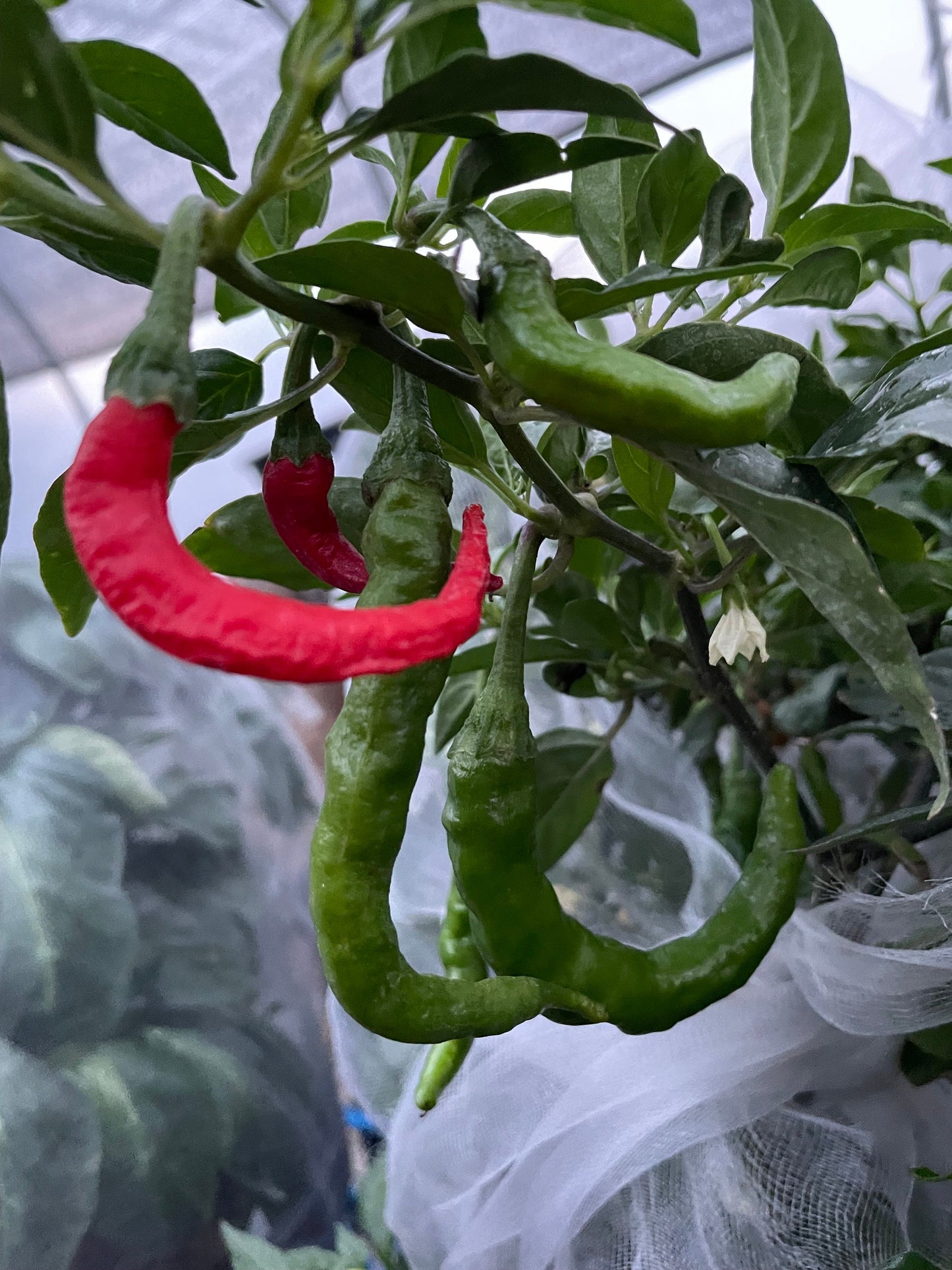 Fushimi - Pepper Seeds - Heirloom Japanese Sweet Pepper - 10+ Seeds