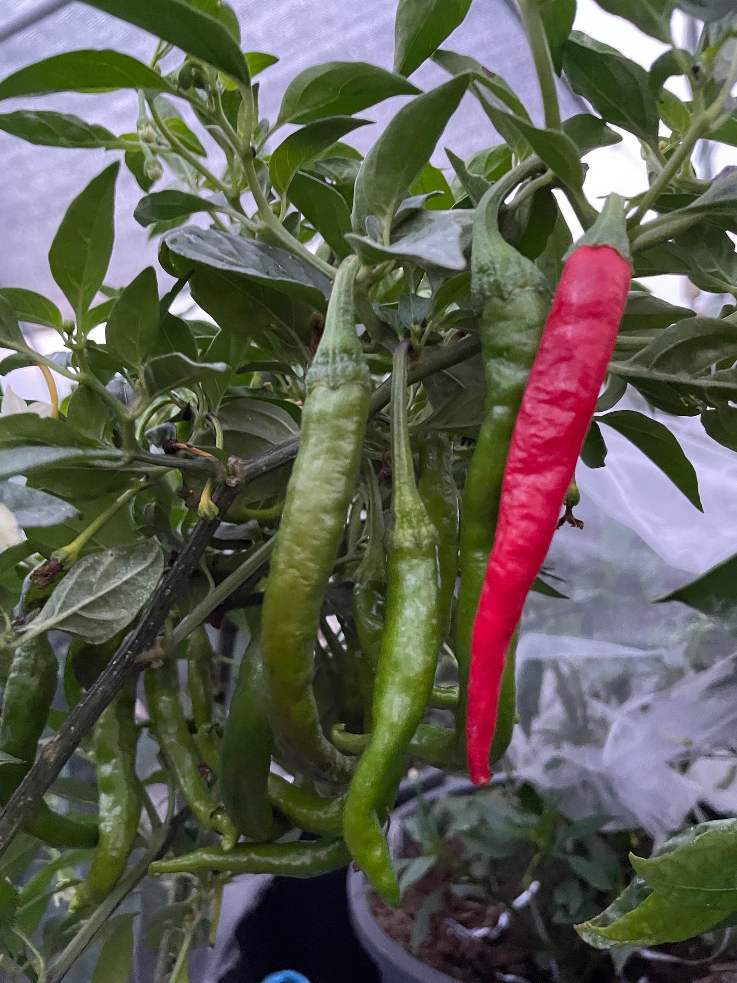 Fushimi - Pepper Seeds - Heirloom Japanese Sweet Pepper - 10+ Seeds