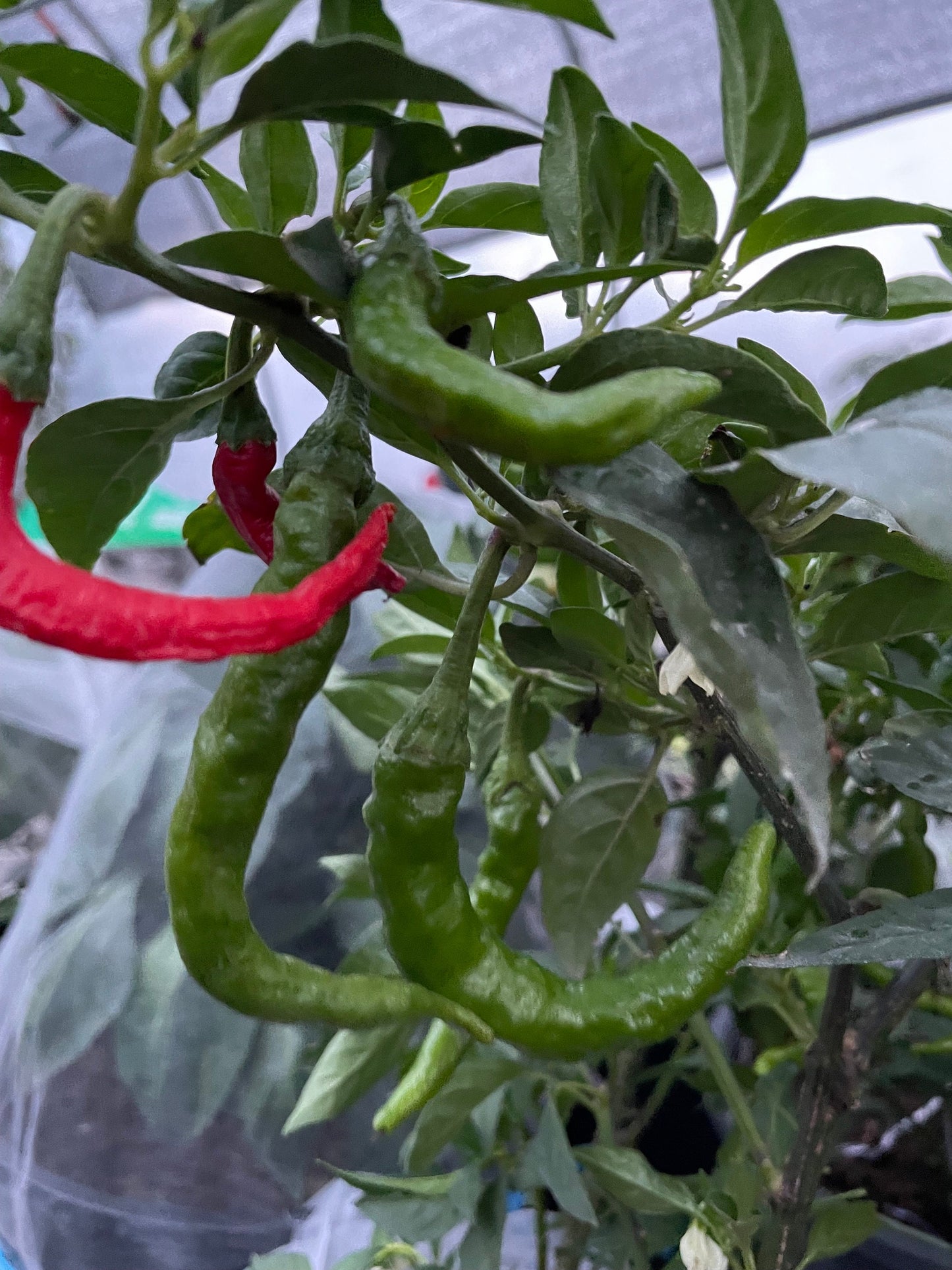 Fushimi - Pepper Seeds - Heirloom Japanese Sweet Pepper - 10+ Seeds