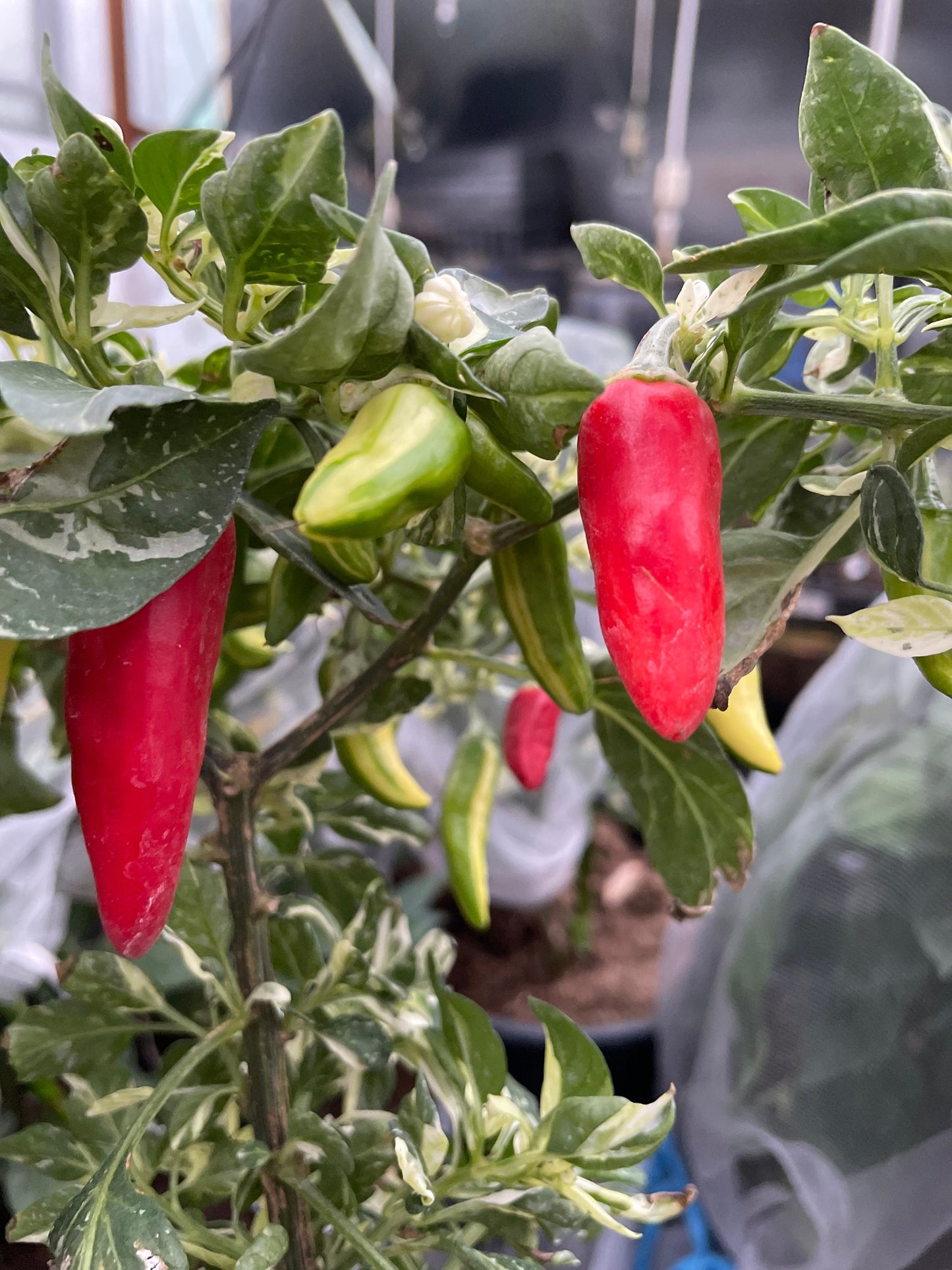 Fish - Pepper Seeds - Heirloom Hot Pepper - 10+ Seeds