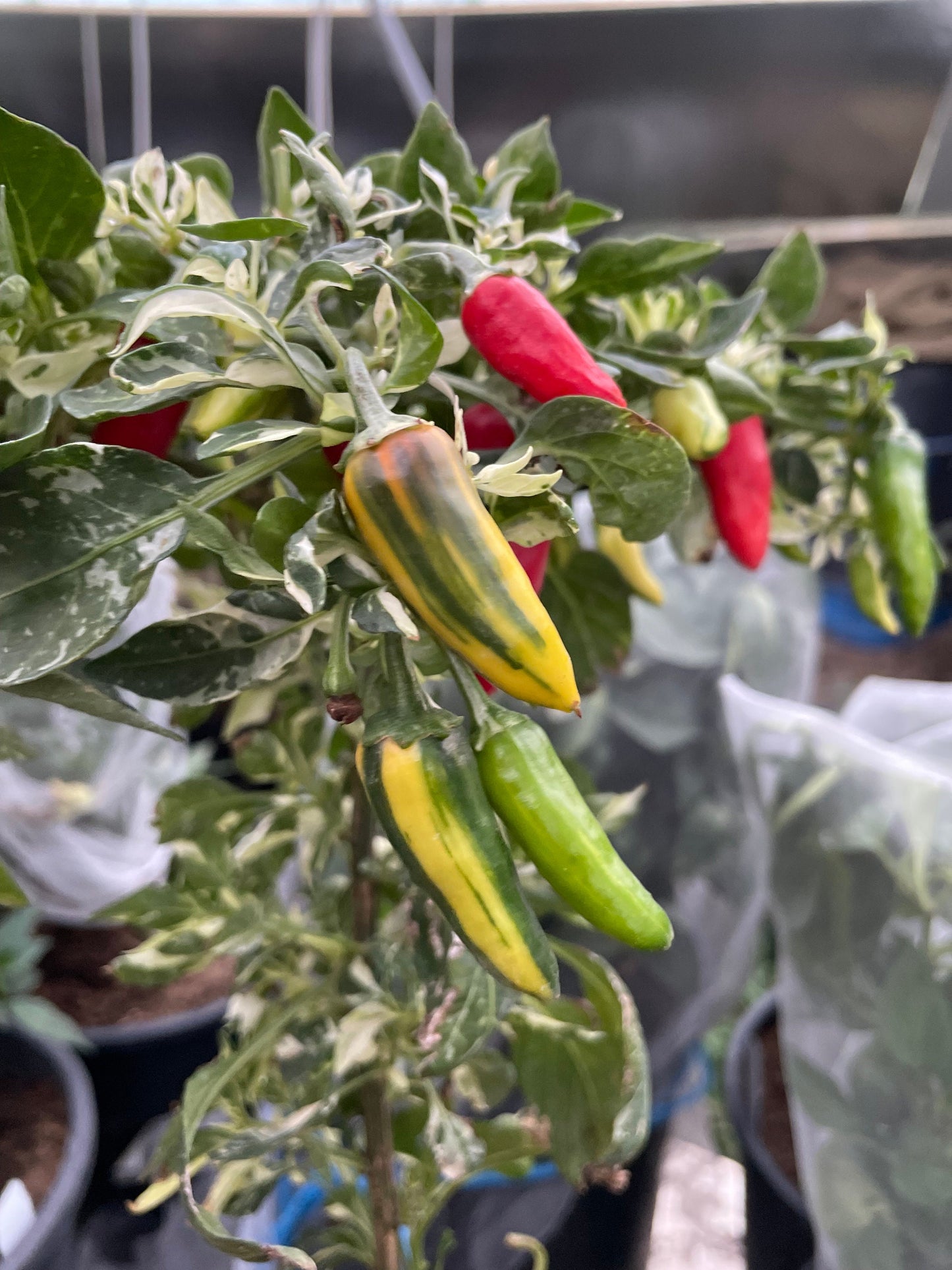 Fish - Pepper Seeds - Heirloom Hot Pepper - 10+ Seeds