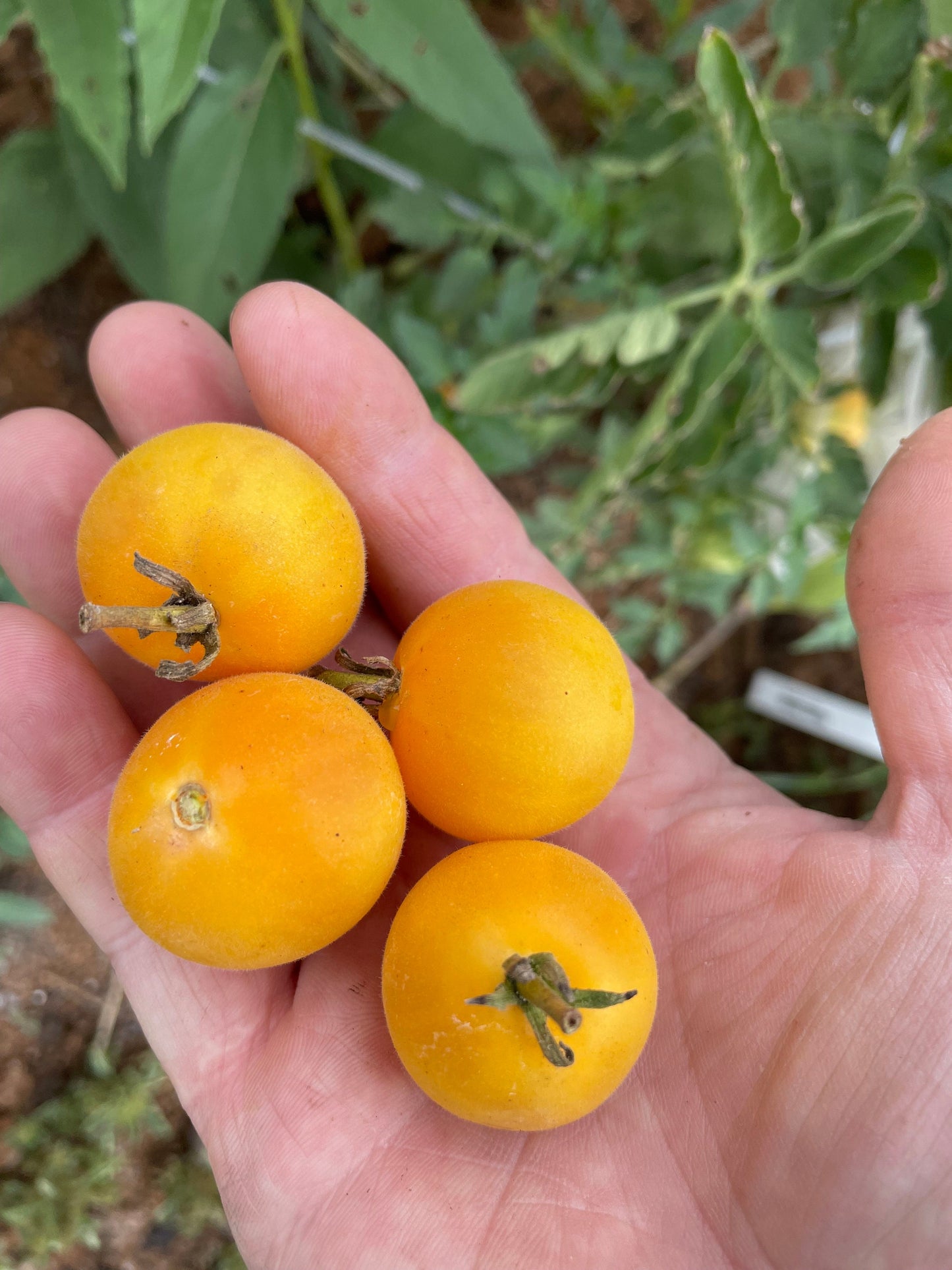 Pêche de jardin - Graines de tomates - Tomates anciennes - 25+ graines