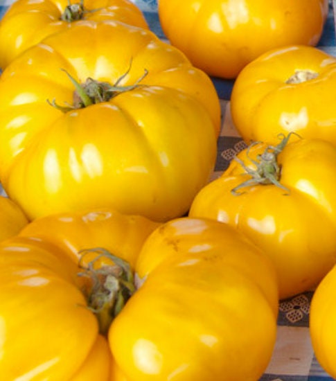 Lemony - Tomato Seeds - Heirloom Tomato - 25+ Seeds