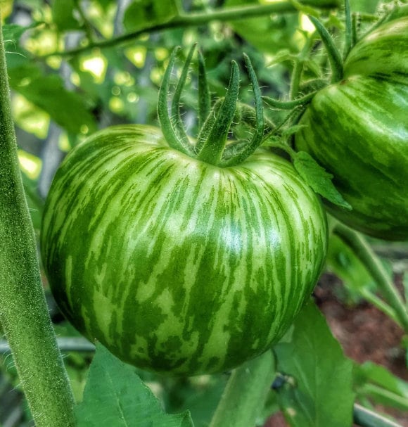Green Zebra - Tomato Seeds - Heirloom Tomato - 25+ Seeds
