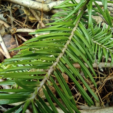 Siberian Fir Seeds (Abies sibirica) - Zone 1-2 - 30+ Seeds