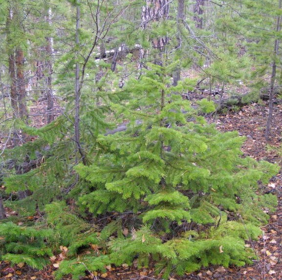Graines de Sapin de Sibérie (Abies sibirica) - Zone 1-2 - 30+ graines