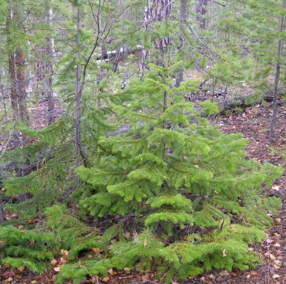 Siberian Fir Seeds (Abies sibirica) - Zone 1-2 - 30+ Seeds