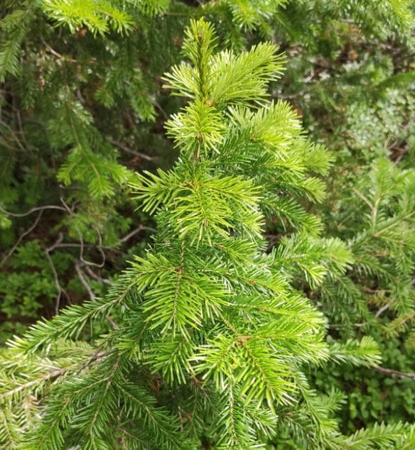 Graines de Sapin de Sibérie (Abies sibirica) - Zone 1-2 - 30+ graines