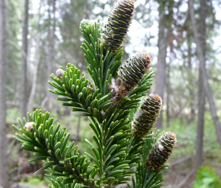 Graines de Sapin de Sibérie (Abies sibirica) - Zone 1-2 - 30+ graines
