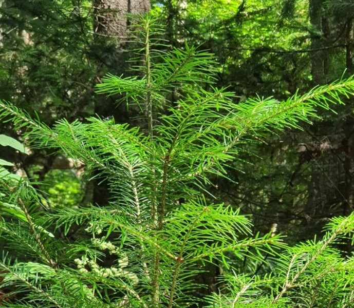 Graines de Sapin de Sibérie (Abies sibirica) - Zone 1-2 - 30+ graines