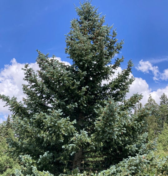 Graines d'épinette bleue (Picea pungens) - Zone 3 - 50+ graines