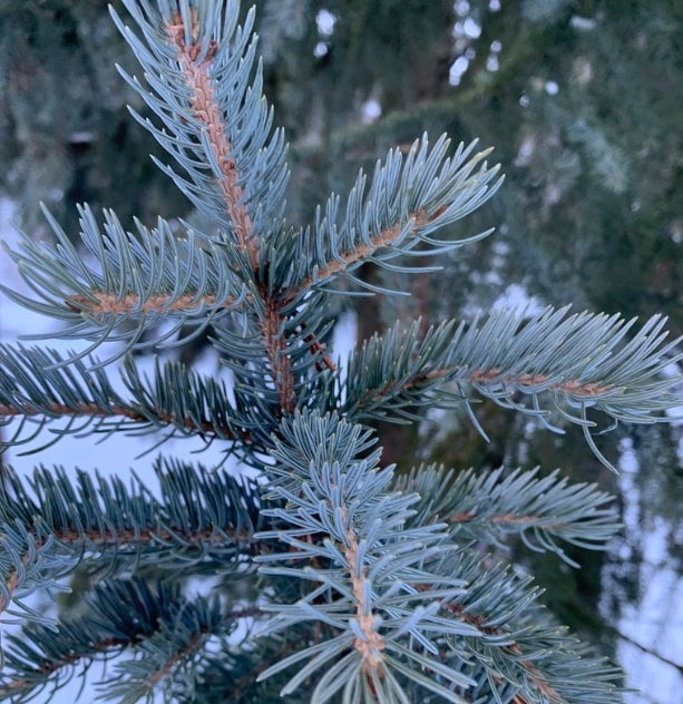 Graines d'épinette bleue (Picea pungens) - Zone 3 - 50+ graines