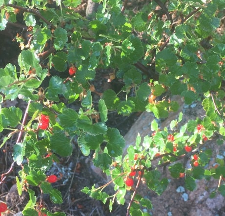 Wax Currant Seeds (Ribes cereum) - Zone 3 - 200+ Seeds