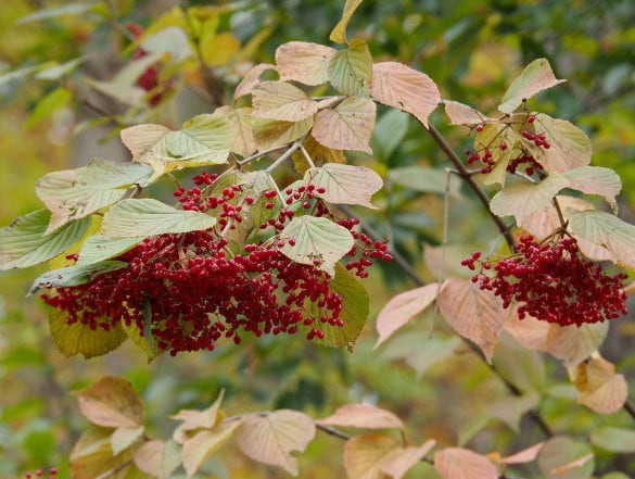 Graines de tilleul Viburnum (Viburnum dilatatum) - Zone 5 - 40+ graines