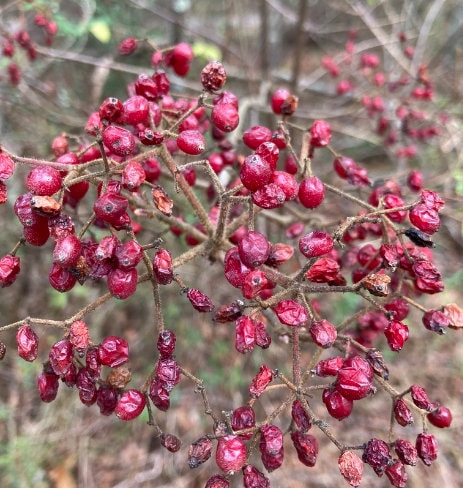 Graines de tilleul Viburnum (Viburnum dilatatum) - Zone 5 - 40+ graines