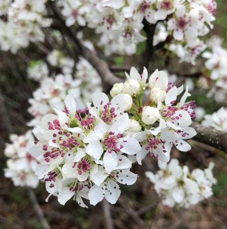 Callery Pear Seeds (Pyrus calleryana) - Zone 4-5 - 30+ Seeds