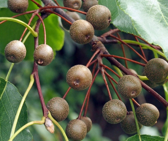 Callery Pear Seeds (Pyrus calleryana) - Zone 4-5 - 30+ Seeds