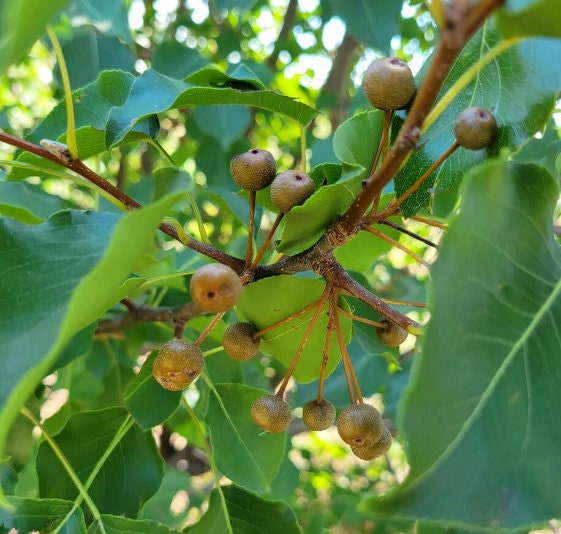 Callery Pear Seeds (Pyrus calleryana) - Zone 4-5 - 30+ Seeds