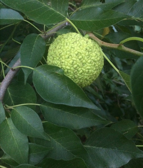 Semillas de naranja Osage (Maclura pomifera) - Zona 4 - Más de 50 semillas