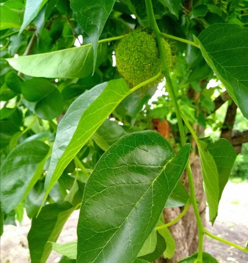 Semillas de naranja Osage (Maclura pomifera) - Zona 4 - Más de 50 semillas