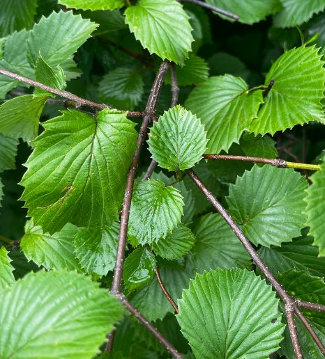 Arrowwood Viburnum Seeds (Viburnum dentatum) - Zone 3-4 - 50+ Seeds