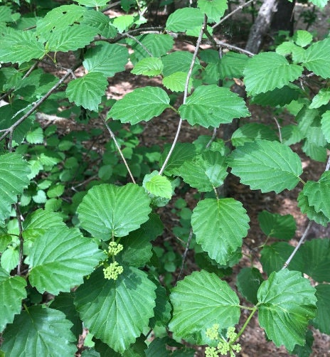 Semillas de Viburnum dentatum