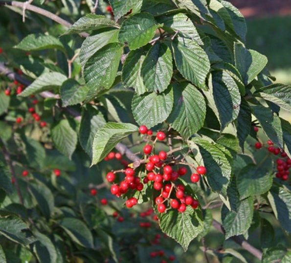 Semillas de Viburnum Chino (Viburnum ichangense) - Zona 5 - Más de 50 semillas