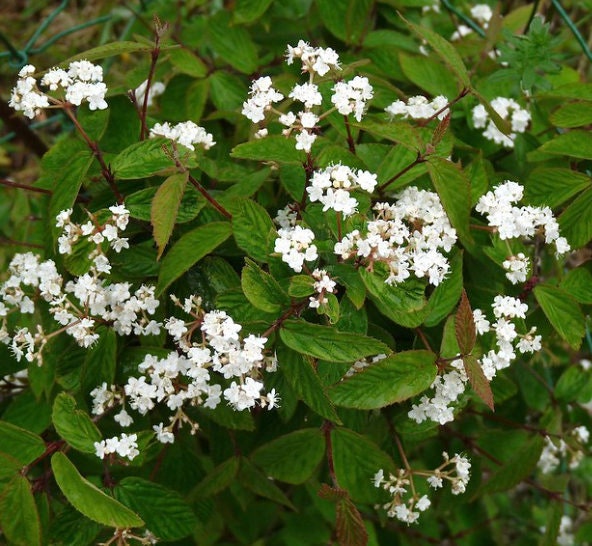 Semillas de Viburnum Chino (Viburnum ichangense) - Zona 5 - Más de 50 semillas