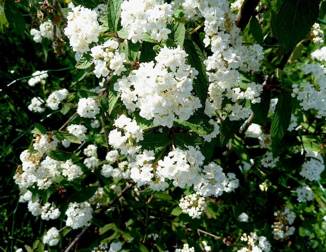 Semillas de Viburnum Chino (Viburnum ichangense) - Zona 5 - Más de 50 semillas