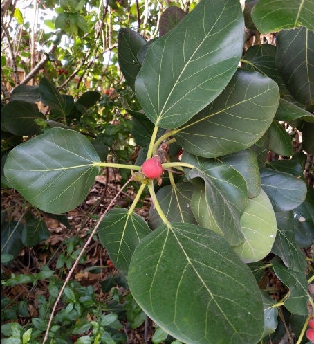Graines de banian pour bonsaï (Ficus benghalensis) - Zone 10 - 100+ graines