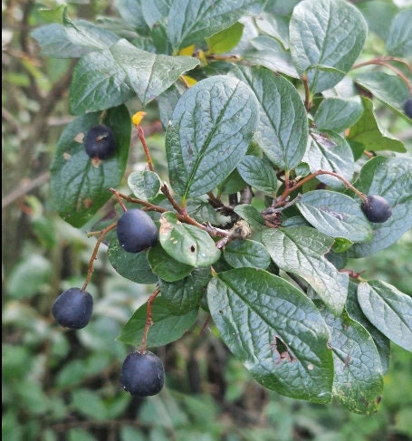 Peking Cotoneaster Seeds (Cotoneaster acutifolius) - Zone 4 - 30+ Seeds
