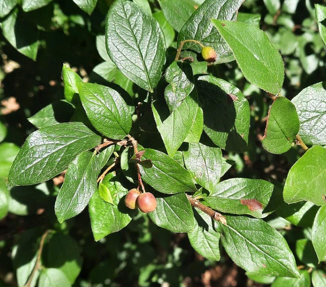 Peking Cotoneaster Seeds (Cotoneaster acutifolius) - Zone 4 - 30+ Seeds