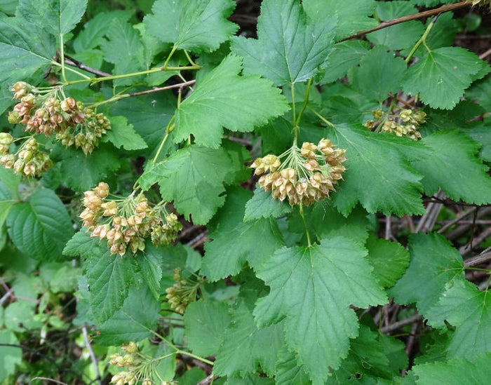 Physocarpe à feuilles d’obier · 1