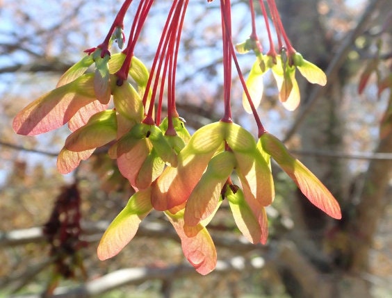 Red Maple Seeds (Acer rubrum) - Zone 3-4 - 50+ Seeds