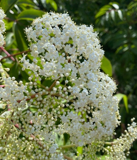 Graines de sureau noir américain (Sambucus canadensis) - Zone 3-4 - 200+ graines