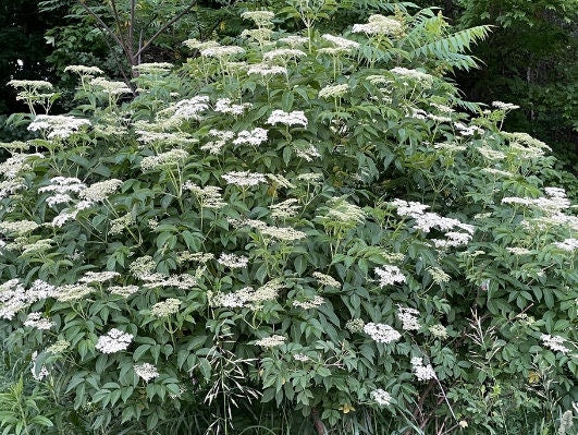 Graines de sureau noir américain (Sambucus canadensis) - Zone 3-4 - 200+ graines