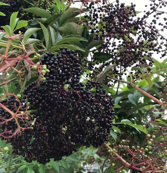 American Black Elderberry Seeds (Sambucus canadensis) - Zone 3-4 - 200+ Seeds