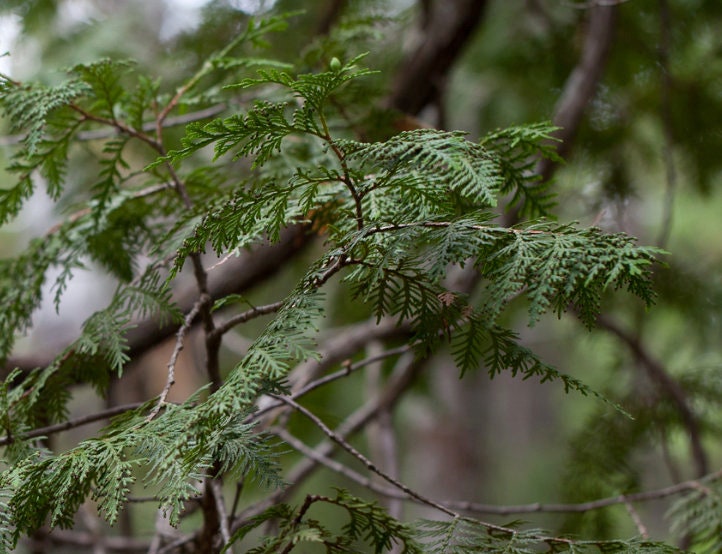 Graines de cèdre blanc du Nord (Thuja occidentalis) - Zone 2-3 - 200+ graines