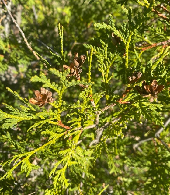 Graines de cèdre blanc du Nord (Thuja occidentalis) - Zone 2-3 - 200+ graines