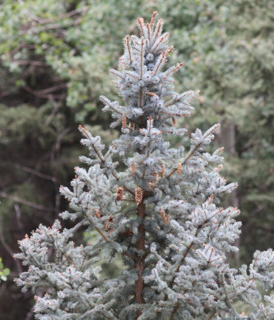 Graines d'épinette bleue (Picea pungens) - Zone 3 - 50+ graines