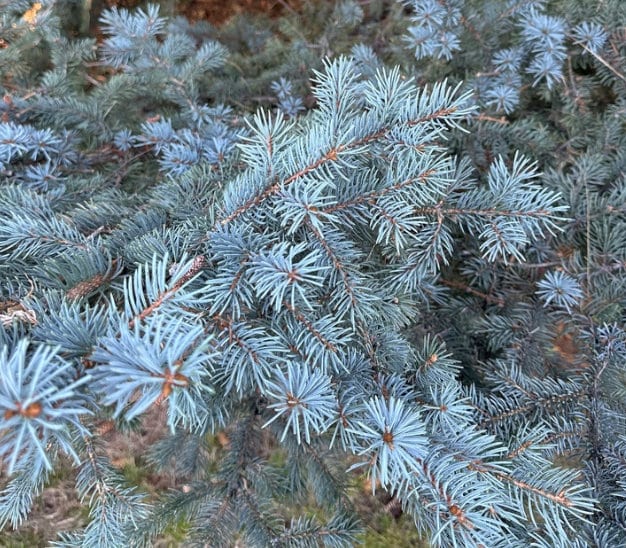 Graines d'épinette bleue (Picea pungens) - Zone 3 - 50+ graines