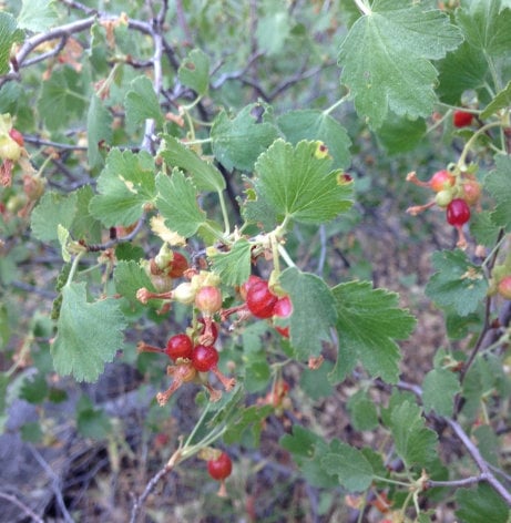 Wax Currant Seeds (Ribes cereum) - Zone 3 - 200+ Seeds
