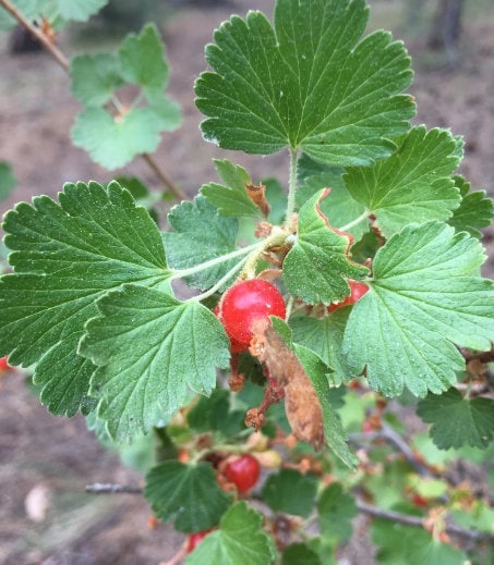 Wax Currant Seeds (Ribes cereum) - Zone 3 - 200+ Seeds
