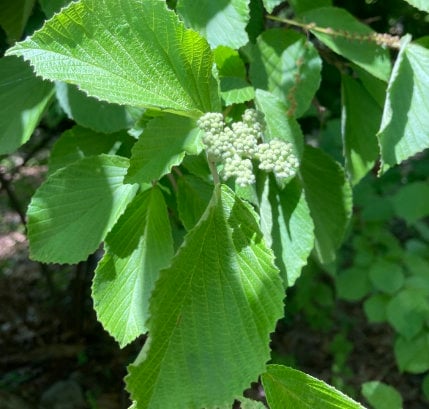 Graines de tilleul Viburnum (Viburnum dilatatum) - Zone 5 - 40+ graines
