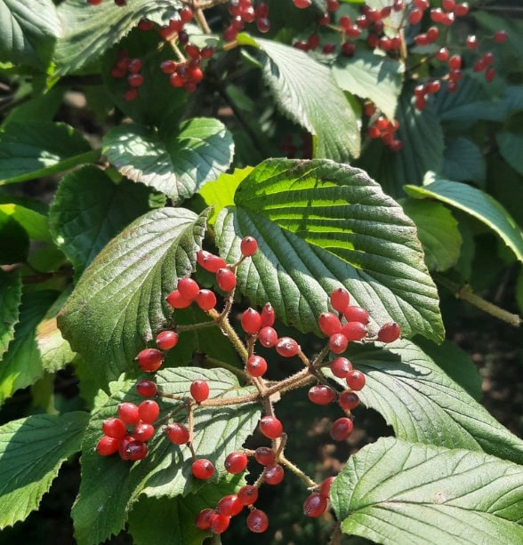 Graines de tilleul Viburnum (Viburnum dilatatum) - Zone 5 - 40+ graines