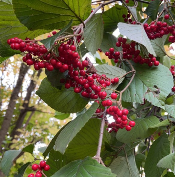 Graines de tilleul Viburnum (Viburnum dilatatum) - Zone 5 - 40+ graines