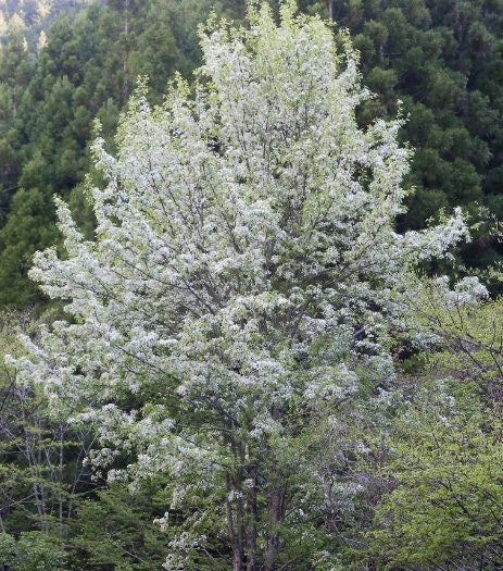 Callery Pear Seeds (Pyrus calleryana) - Zone 4-5 - 30+ Seeds
